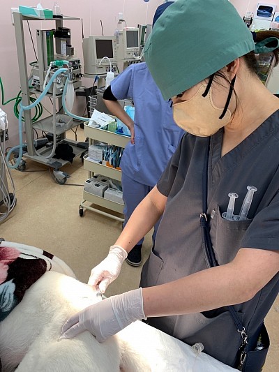 ASAH 麻酔科　獣医