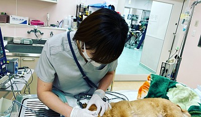 獣医麻酔科医　動物の麻酔