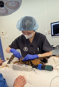 獣医　麻酔科　ASAH 佐藤麻依